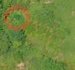 marijuana field