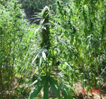 marijuana plant