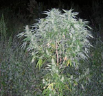marijuana plant 2
