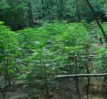 marijuana