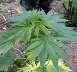 marijuana