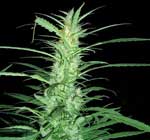 marijuana